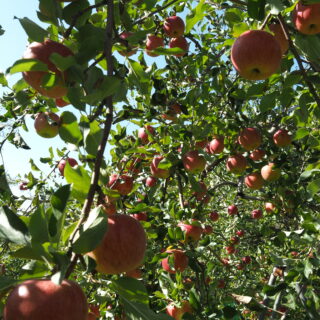 桜町調剤薬局 りんご狩りR7.