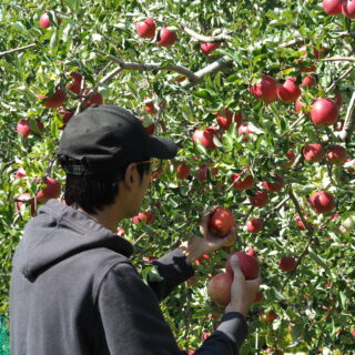 桜町調剤薬局 りんご狩りR7.